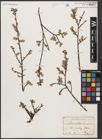 Foto von Salix aurita L.